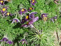 Pulsatilla rubra