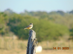 Pyrocephalus rubinus