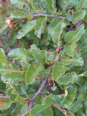 Nothofagus antarctica