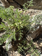 Lomatium dasycarpum
