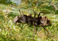 Dolichoderus