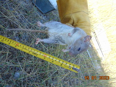 Neotoma micropus