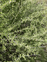 Condalia globosa