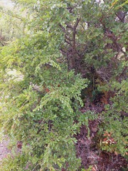 Nothofagus antarctica