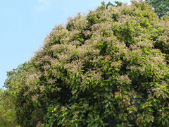 Vateria indica