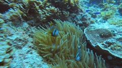 Amphiprion akindynos