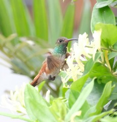 Amazilis amazilia