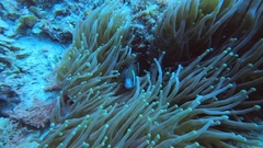 Amphiprion akindynos