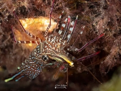 Rhynchocinetes serratus