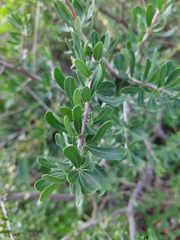 Schinus fasciculata