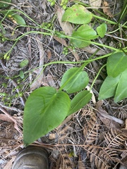 Liparophyllum exaltatum