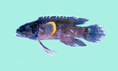 Spotgill Longfin photo 3