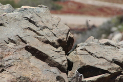 Liolaemus zapallarensis