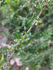 Schinus fasciculata