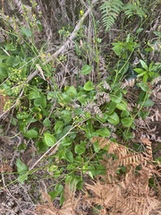 Liparophyllum exaltatum