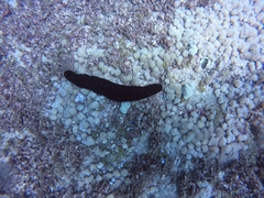 Holothuria atra