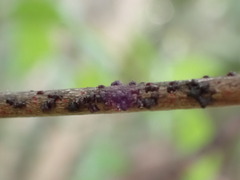 Paratachardina pseudolobata