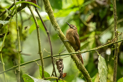 Dendrocincla fuliginosa