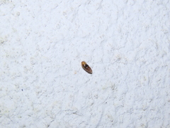 Cochlicopa lubrica