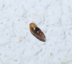 Cochlicopa lubrica
