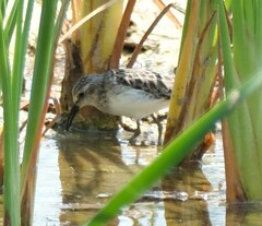 Calidris pusilla
