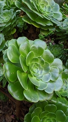 Aeonium canariense