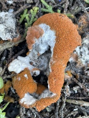 Trentepohlia