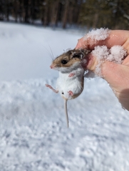 Peromyscus