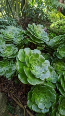 Aeonium canariense