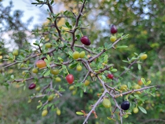 Rhamneae