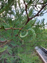Vachellia aroma