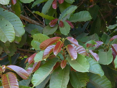 Vateria indica