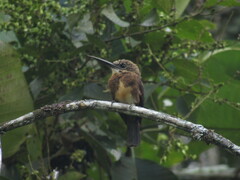 Brachygalba lugubris