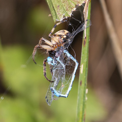 Coenagrion mercuriale