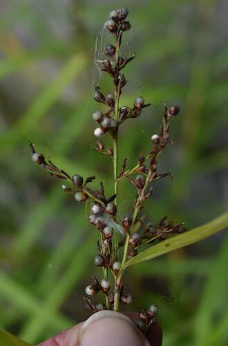 Scleria polycarpa