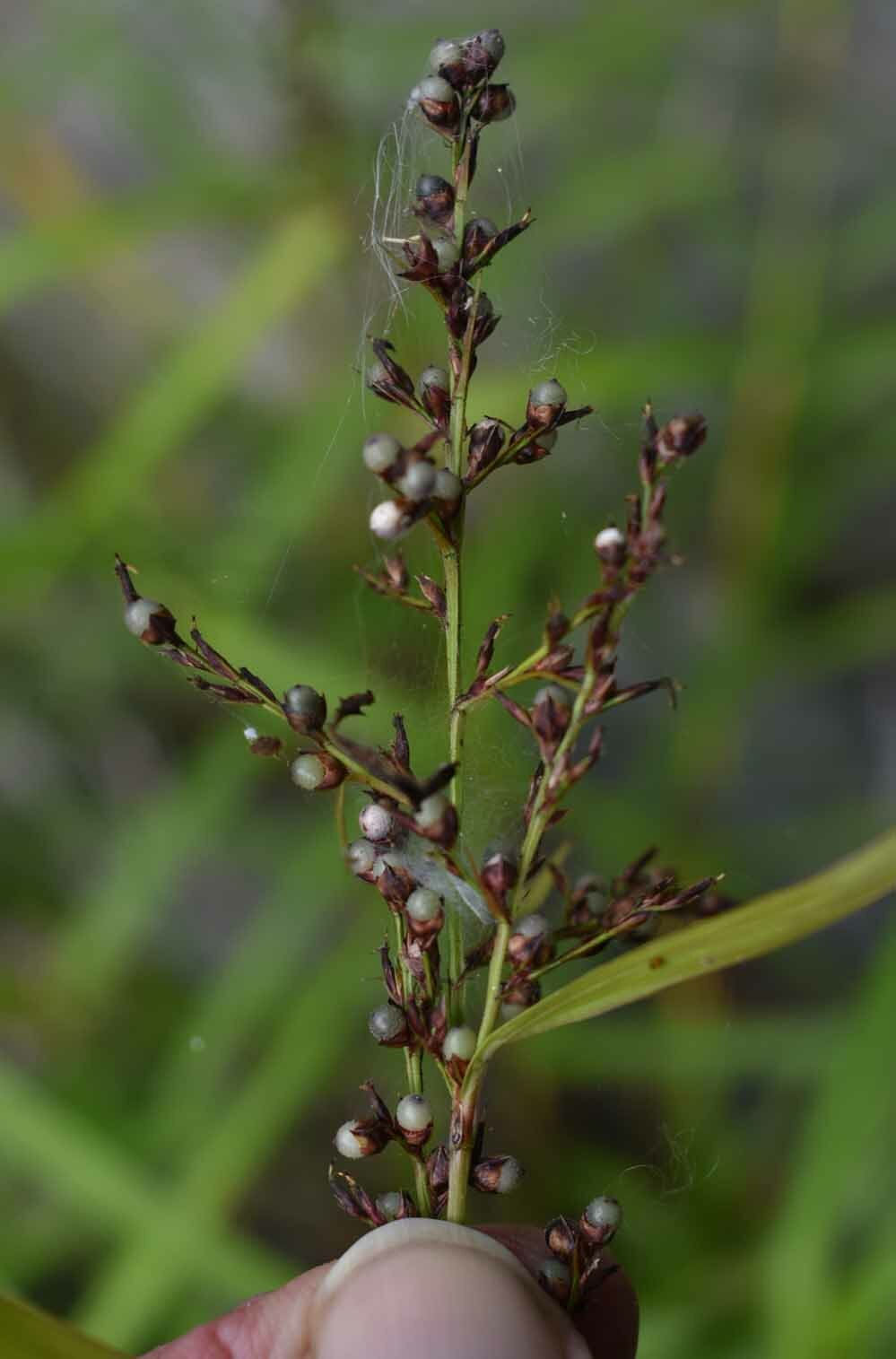 Scleria polycarpa