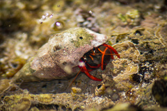 Calcinus californiensis