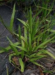 Paspalum conjugatum