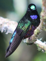 Coeligena helianthea