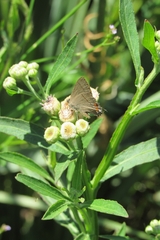 Badecla argentinensis