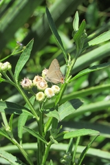 Badecla argentinensis