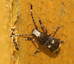 Platystomos albinus