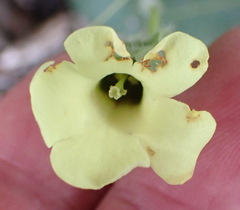 Thunbergia capensis