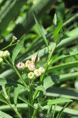 Badecla argentinensis