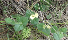 Thunbergia capensis