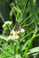 Badecla argentinensis