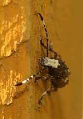 Platystomos albinus