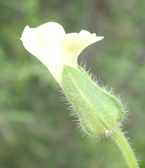 Thunbergia capensis