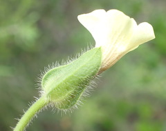 Thunbergia capensis