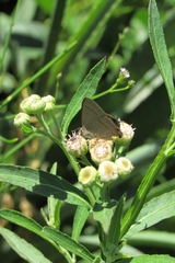 Badecla argentinensis